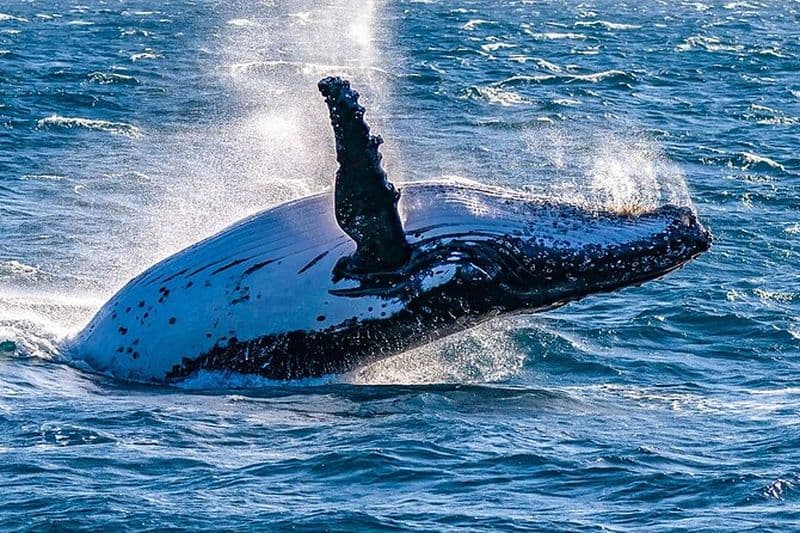 Voyage personnalisé de 8 jours à Madagascar pour l'observation des baleines