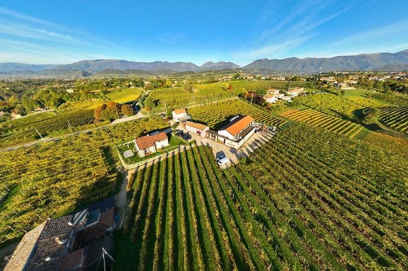 Visite guidée et dégustation de 3 vins dans les collines du Prosecco