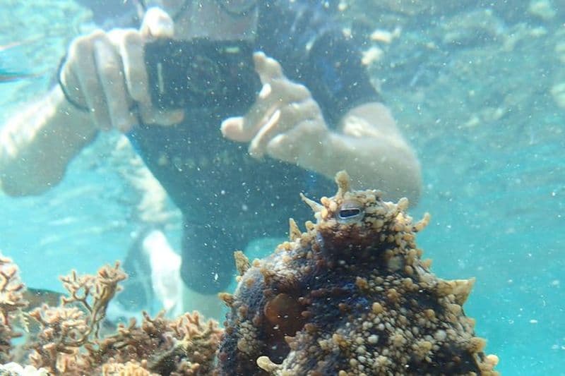 Snorkeling Tour