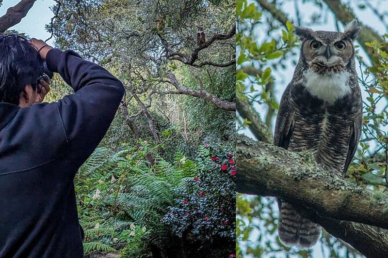 Golden Gate Park Twilight Wildlife Walking Tour