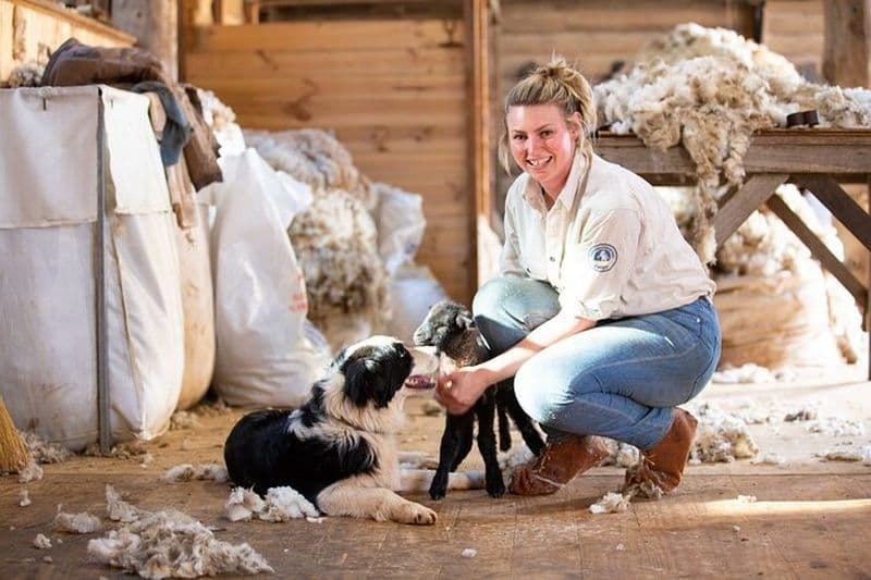 Parade des pingouins de Phillip Island et visite en bus de la ferme de Churchill Island