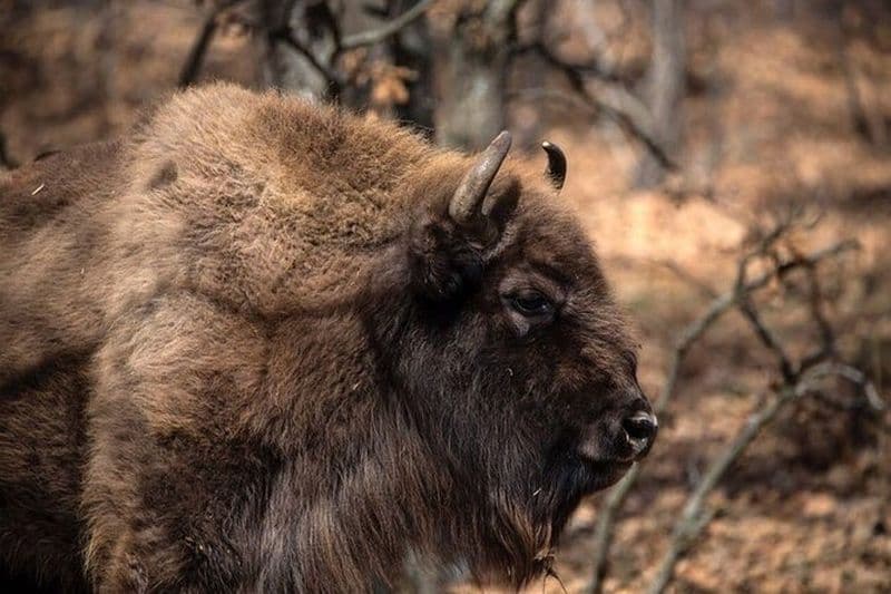 Visitez Paleolítico Vivo 4x4