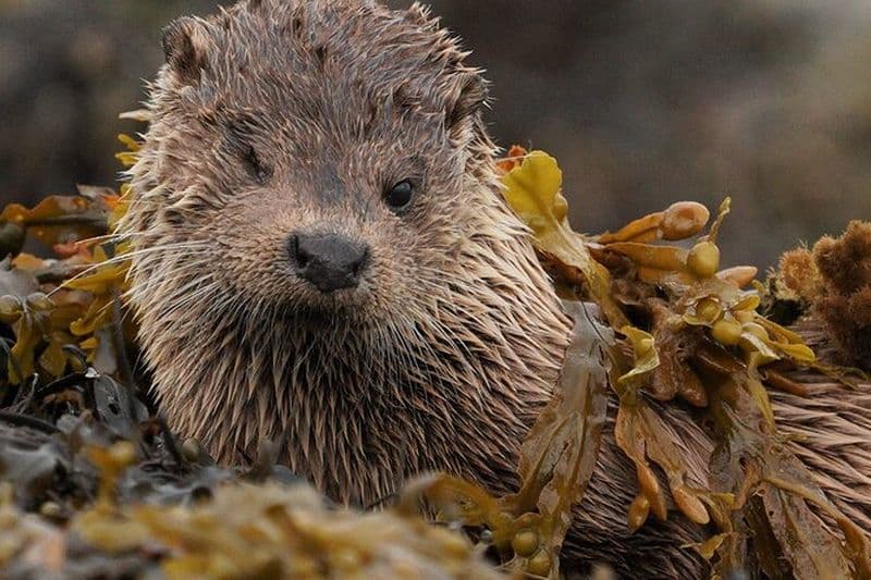 Safari d'observation de la faune en véhicule et promenades / Ateliers de photographie avec un guide