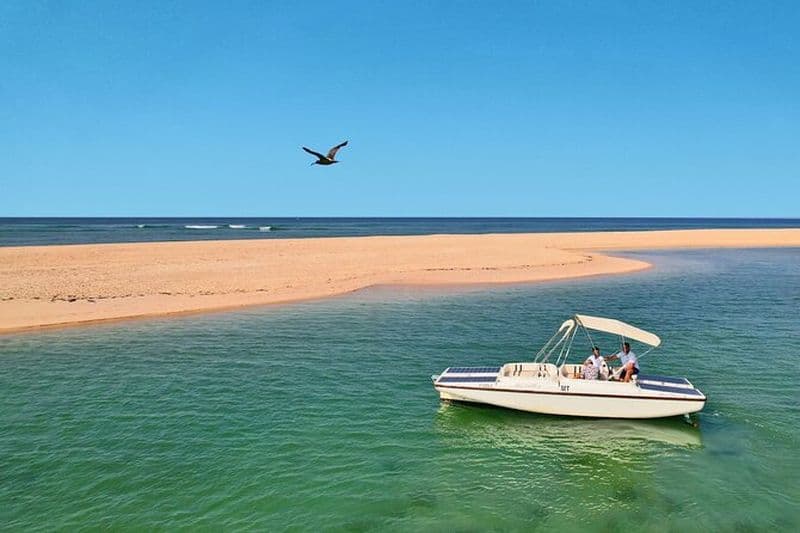 Observation des Oiseaux sur la Ria Formosa - Excursion en bateau écologique à Faro