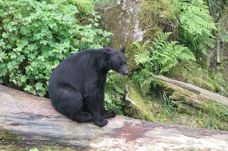 Visite d'observation des ours de Prince of Wales Island par avion depuis Ketchikan