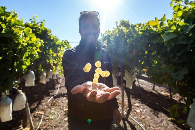 Alicante : Visite des vins de campagne en petit groupe avec 4 dégustations