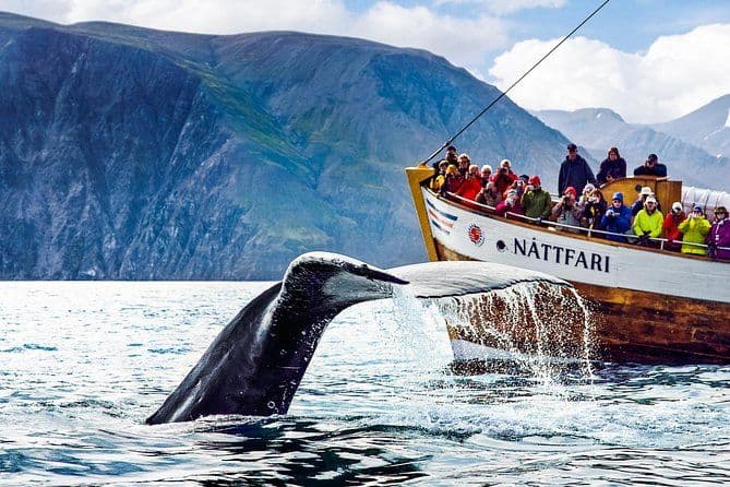 Excursion traditionnelle d'observation des baleines de bateau de chêne de Husavik