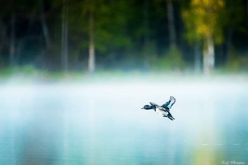 Atelier de photographie privé à Fairbanks