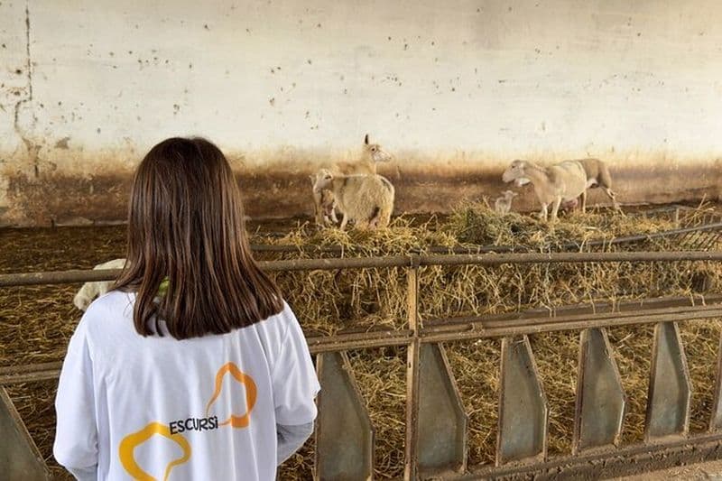 Visiter Une Ferme Laitière Avec Dégustation De Fromage à Villanova Monteleone