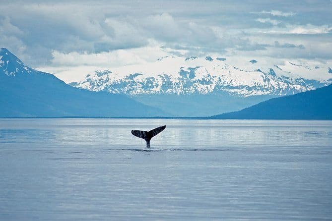 Observation des baleines dans la faune de Juneau