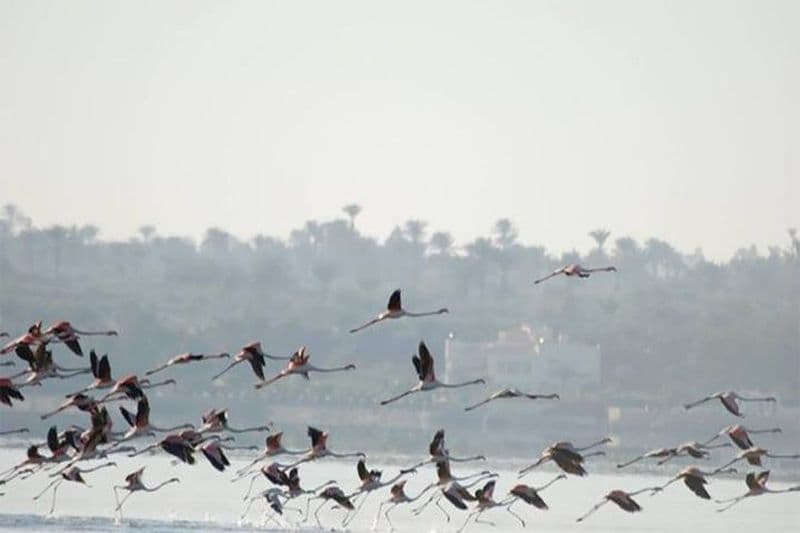 Fayoum Journée complète d'observation des oiseaux
