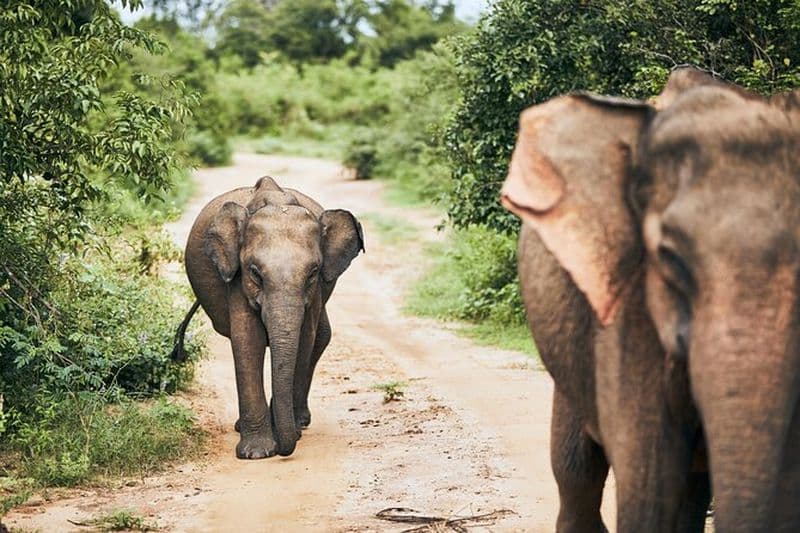 Prise en charge du bateau de croisière Hambantota : safari dans le parc national d'Udawalawe