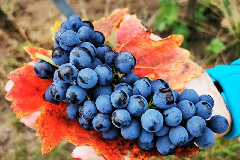 Visite à vélo et vin dans le vignoble de Dealu Mare