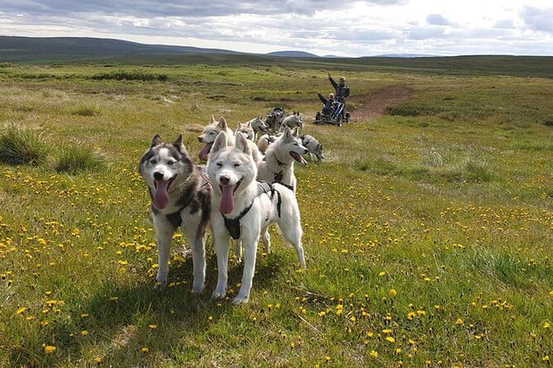 Billet Expérience de traîneau à chiens et de mushing par un Husky sibérien en Islande