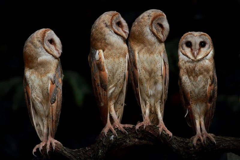 5 jours - Visite privée de photographie de la faune avec des options d'hébergement uniques