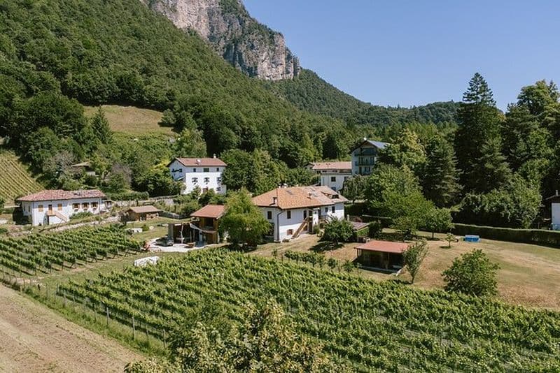 Visite du vignoble sur le mont Mezzocorona et dégustation de 3 vins