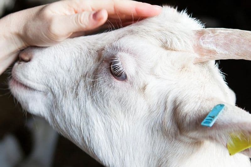 De la chèvre au fromage au Vulkanhof à Gillenfeld