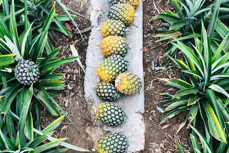 Dégustation et visite privées de vin d'ananas