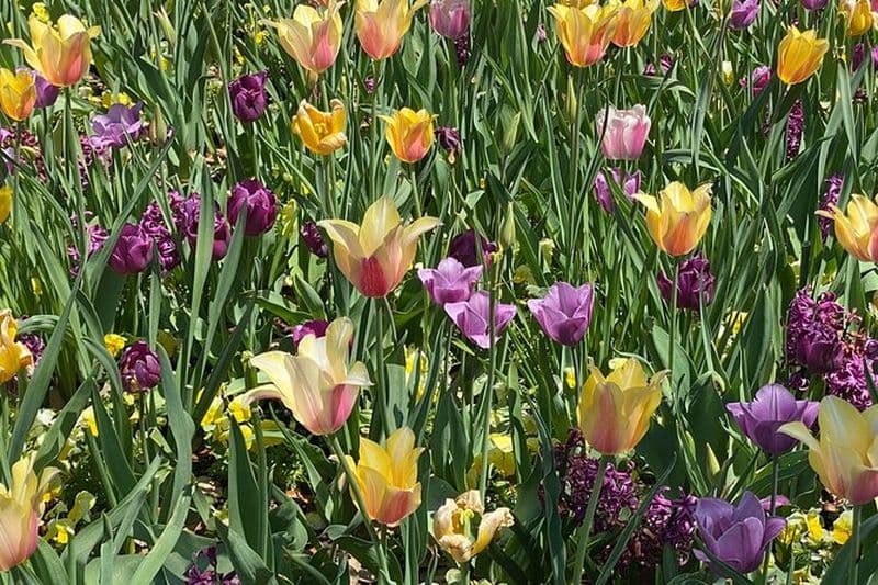 Visite de l'arboretum et des jardins botaniques de Dallas