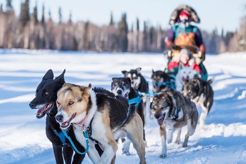 Traîneau à chiens guidé privé sur le sentier historique Yukon Quest