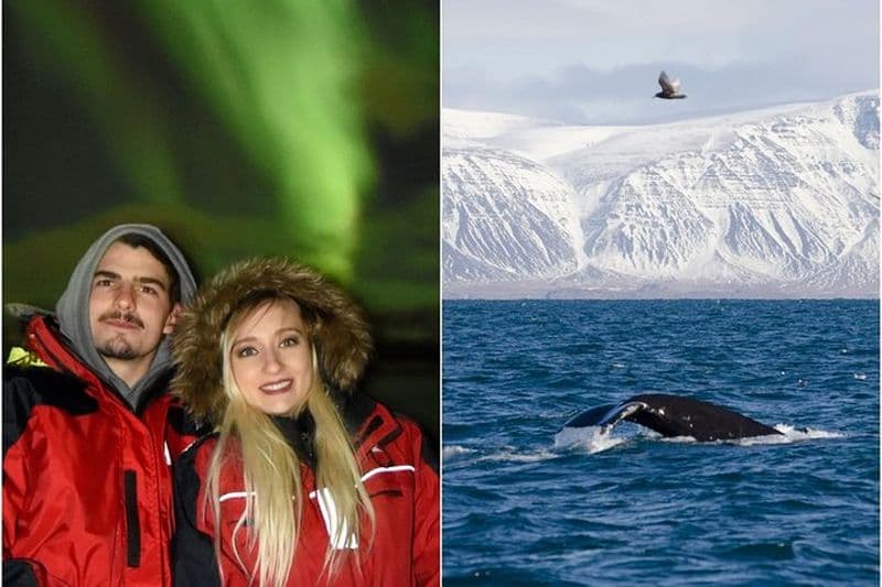 Croisière d'observation des baleines et des aurores boréales au départ de Reykjavik