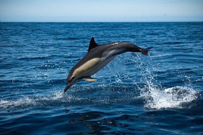 Observation des dauphins et des baleines avec un biologiste marin à Arrábida