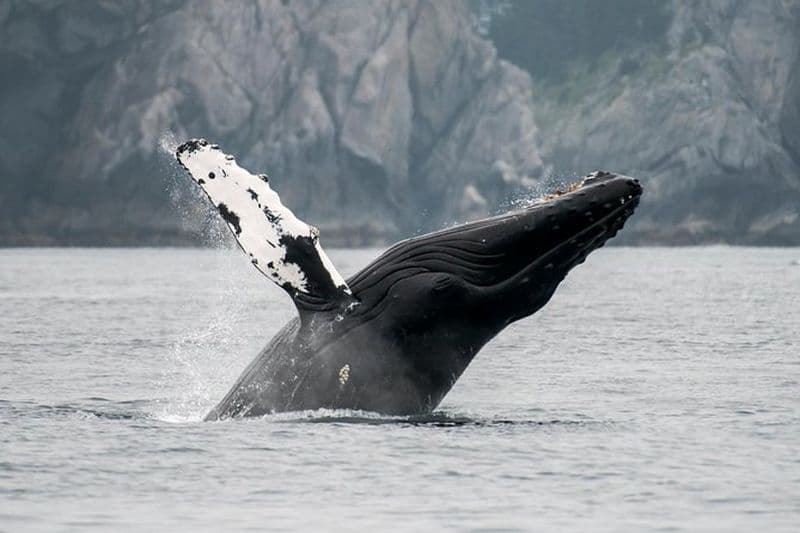 Observation des baleines dans la faune de Juneau et glacier de Mendenhall