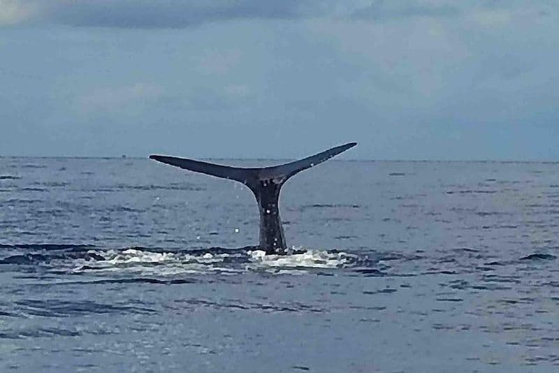 PH Whale Watch & Dolphin Cruise en Dominique