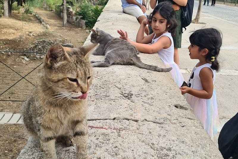 Rencontrez les chats de l'Acropole et Thissio Private Tour