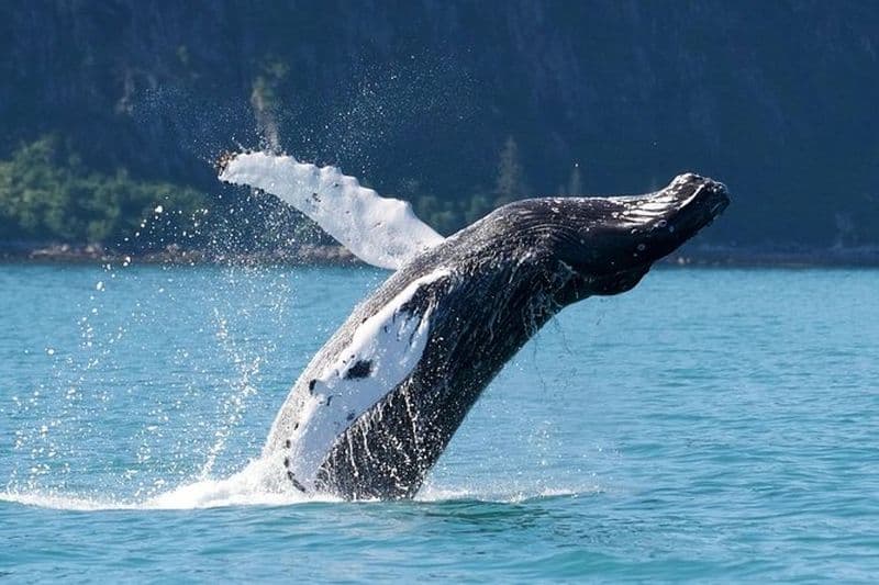 Kenai Fjords et Resurrection Bay, croisière d'une demi-journée dédiée à la faune et à la flore