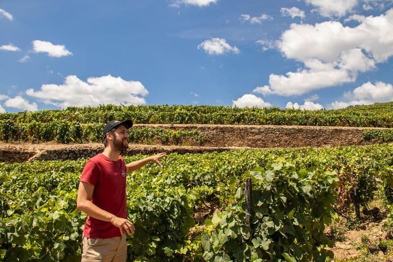 Visite Complète des vins de la Vallée du Douro avec Déjeuner, Dégustations du vin et Croisière sur le Fleuve