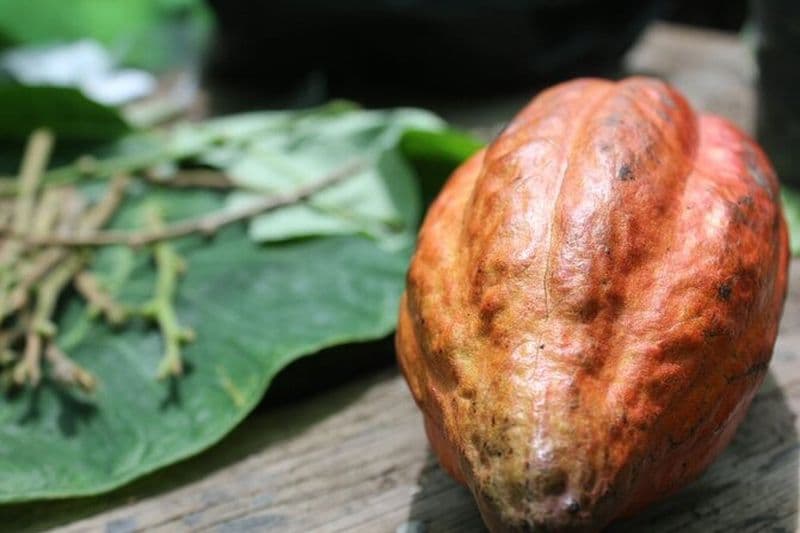 Visite de dégustation de rhum et de chocolat : voyage dans les saveurs