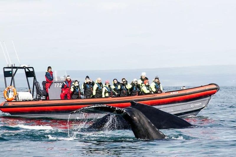 Grandes Baleines & Macareux Tour en bateau RIB au départ de Húsavík