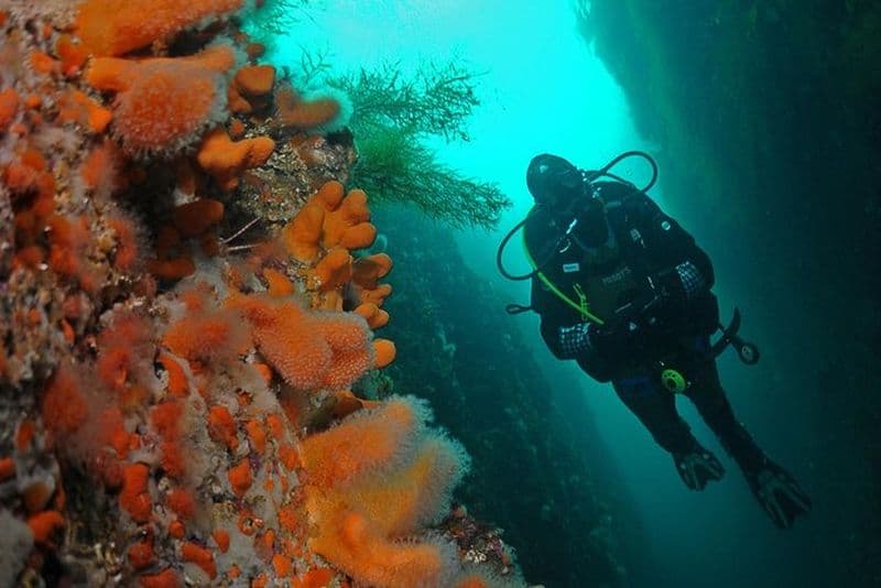 Expérience unique de plongée sous-marine