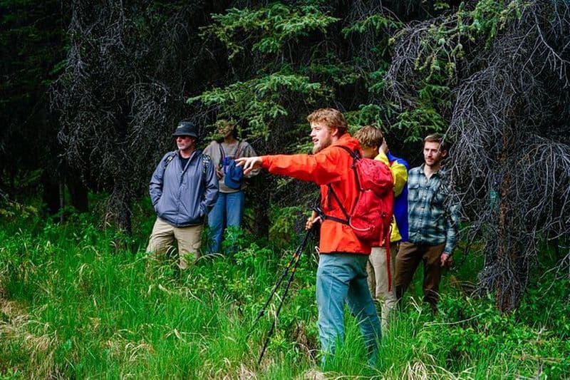 Visite à pied naturaliste de 3 heures dans le parc national de Denali