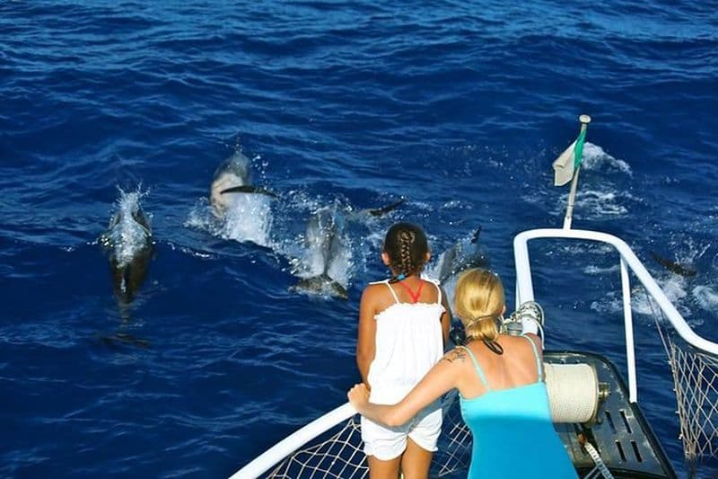 Waitukubuli Dolphin and Whale Watch en Dominique