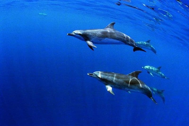 Nager avec les dauphins dans l'île de Terceira