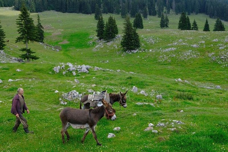 Randonnée privée d'une journée dans le parc national de Piatra Craiului