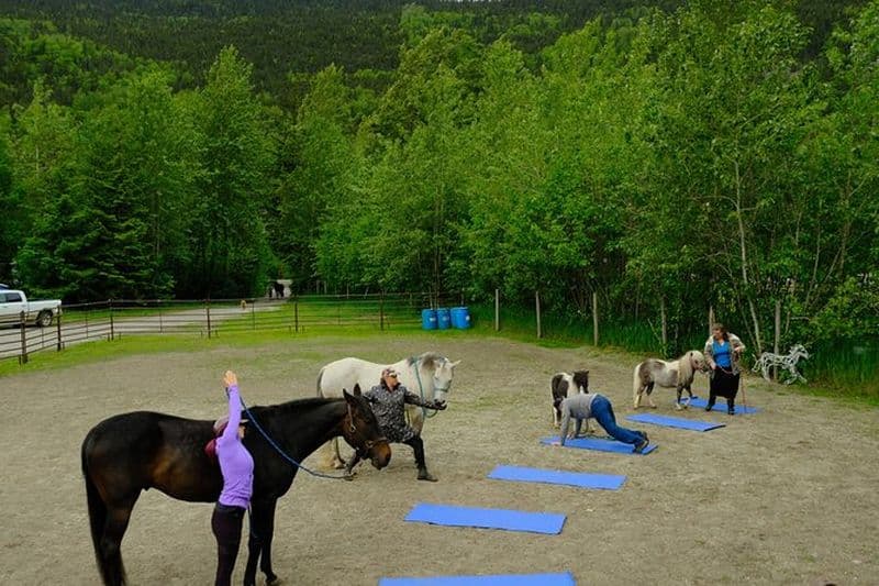 Yoga avec des chevaux