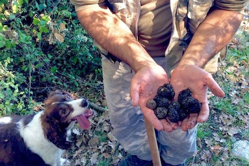 La vraie chasse aux truffes dans les Abruzzes