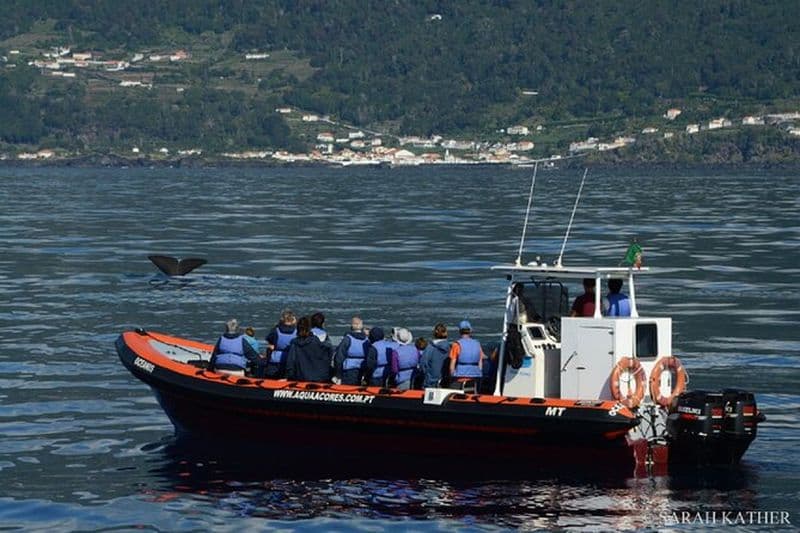 Observation des baleines et des dauphins sur l'île de Pico - demi-journée