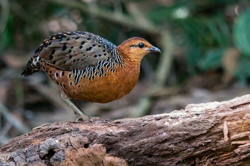 Frasers Hill 3 jours d'observation des oiseaux