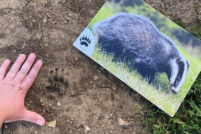 Jeu de piste des animaux sauvages
