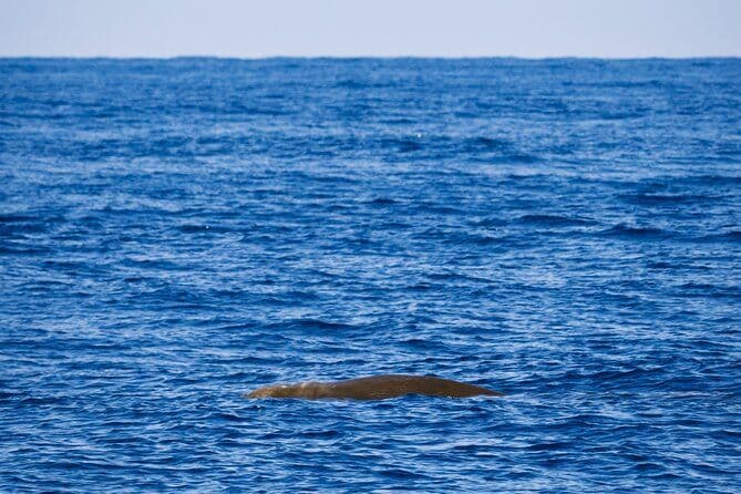 Observation des baleines dans la mer Cantabrique depuis Laredo