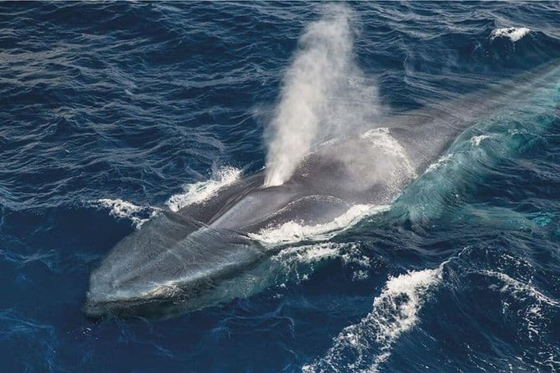 Observation des baleines et excursion en jeep