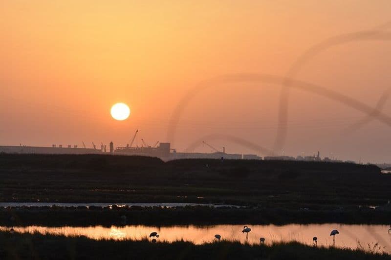Observation d'oiseaux à Aveiro