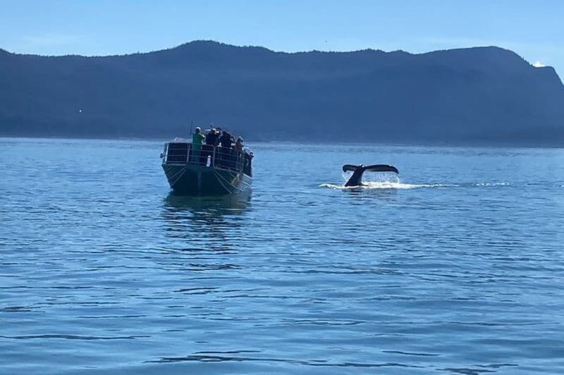 Aventure d'observation des baleines à Juneau