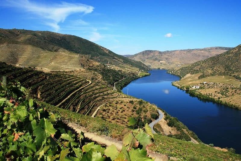 Visite des vins de la vallée du Douro : 3 visites de vignobles, dégustations de vins, déjeuner