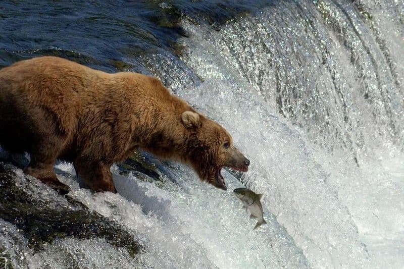 Brooks Falls Katmai Ours Observation dans un avion flotteur