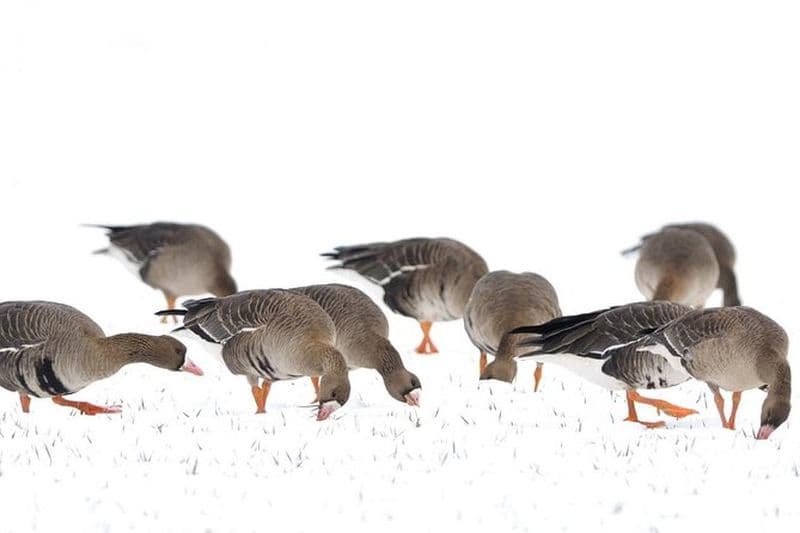 Excursion d'une journée d'observation des oiseaux en hiver à Dobroudja au départ de Tulcea